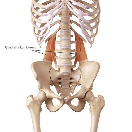 Quadratus Lumborum Muscle