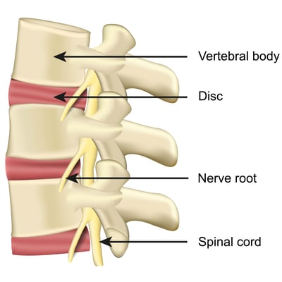 spine ananatomy